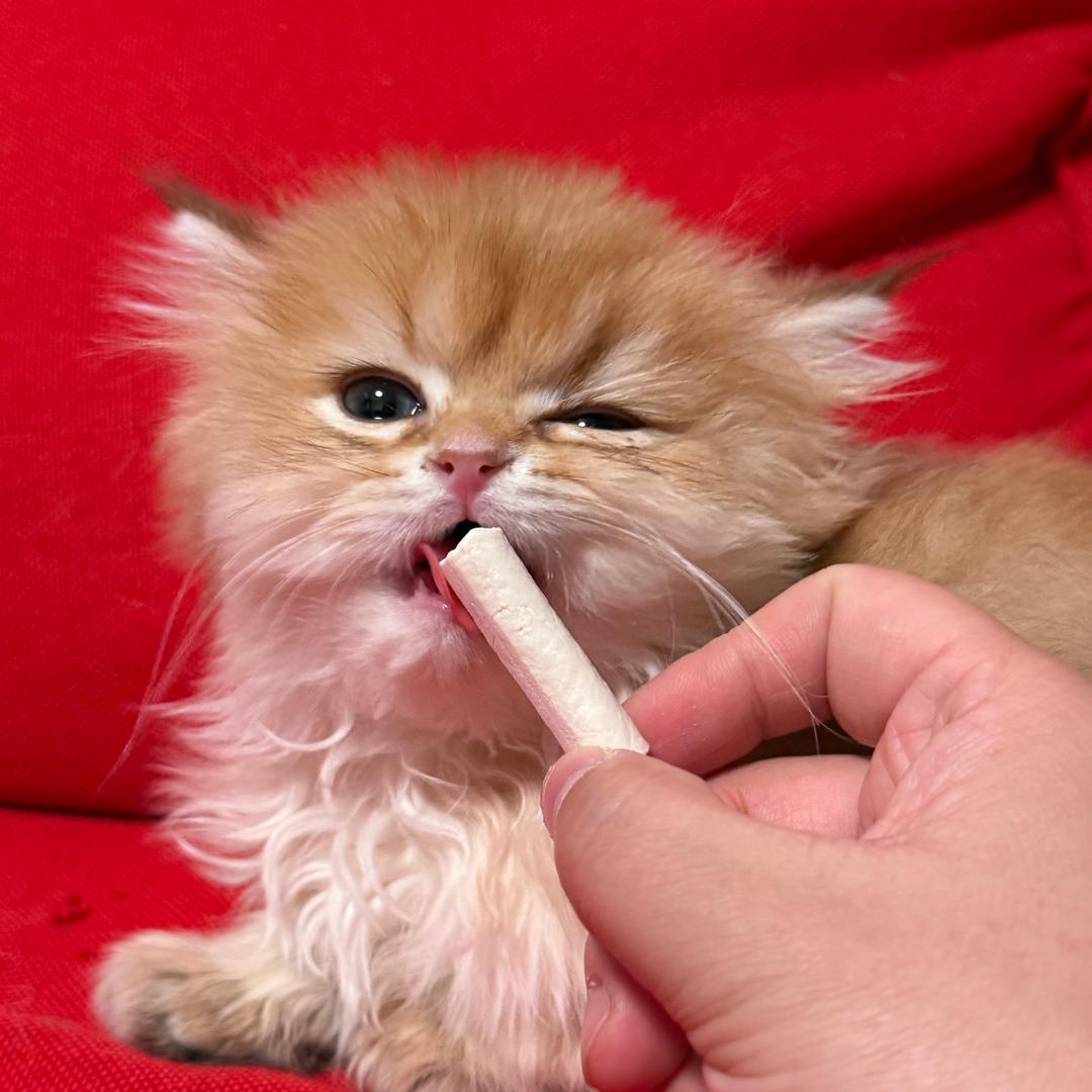 布布是只哼唧猫
