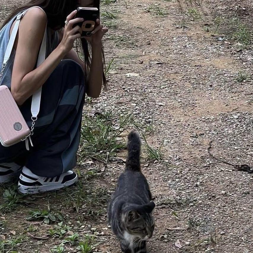 小猫偷鱼