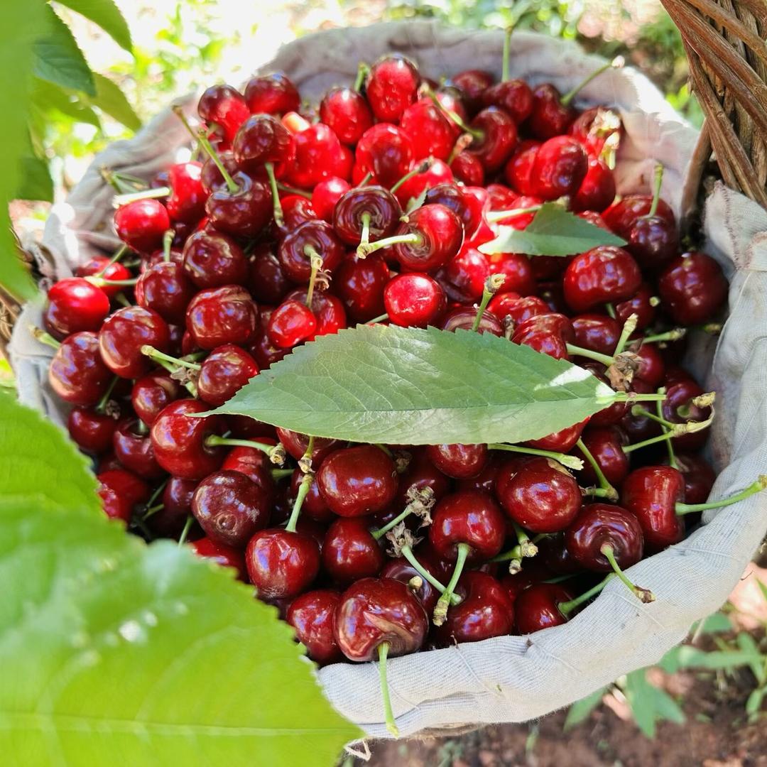 小李🍒YYvj593999