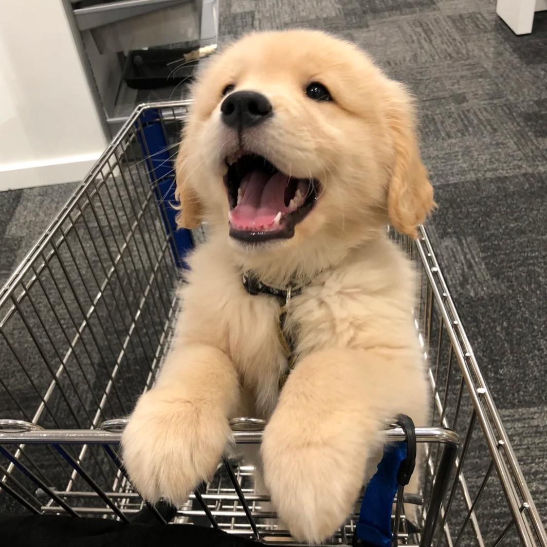 喜欢有小猫的世界