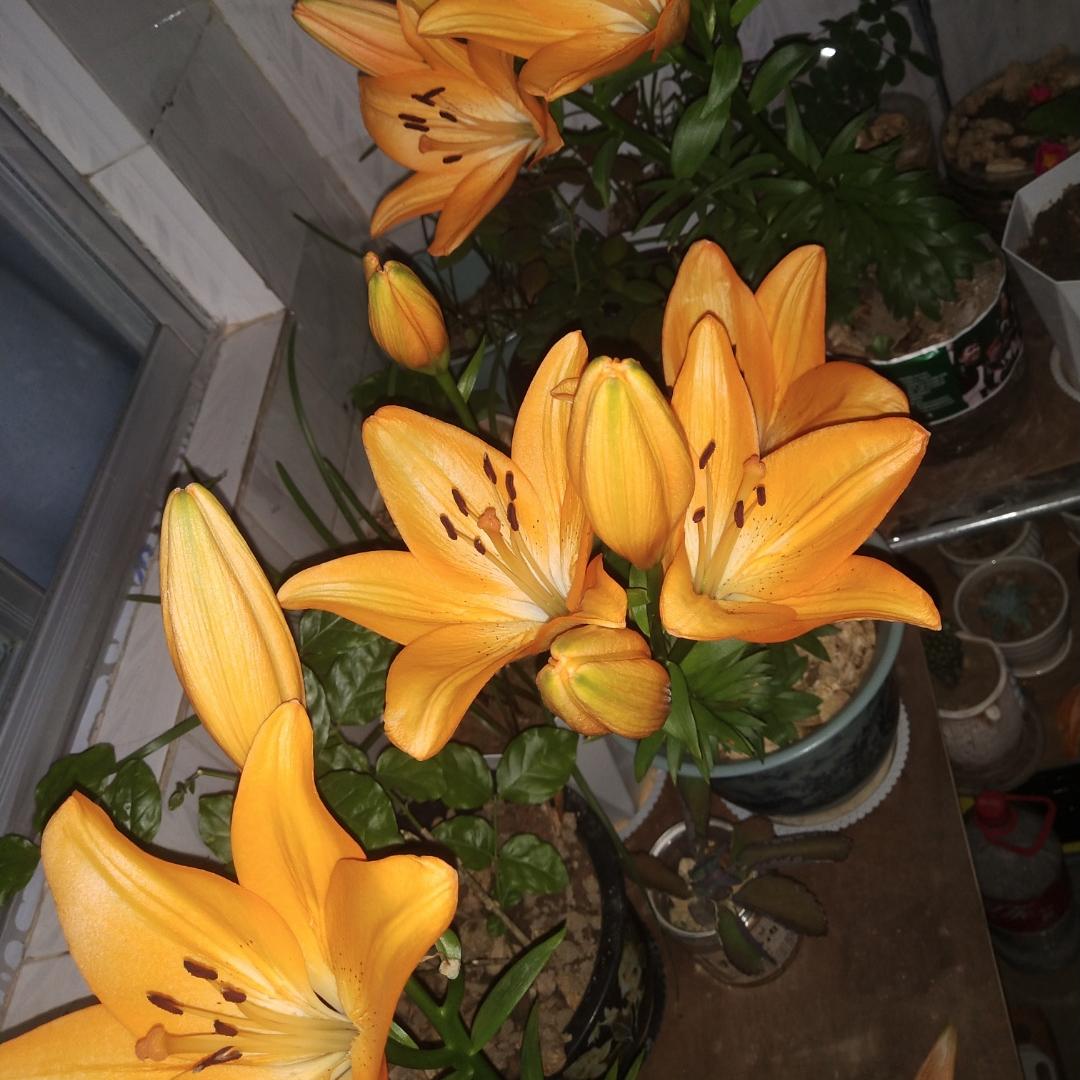 四季花园经营店