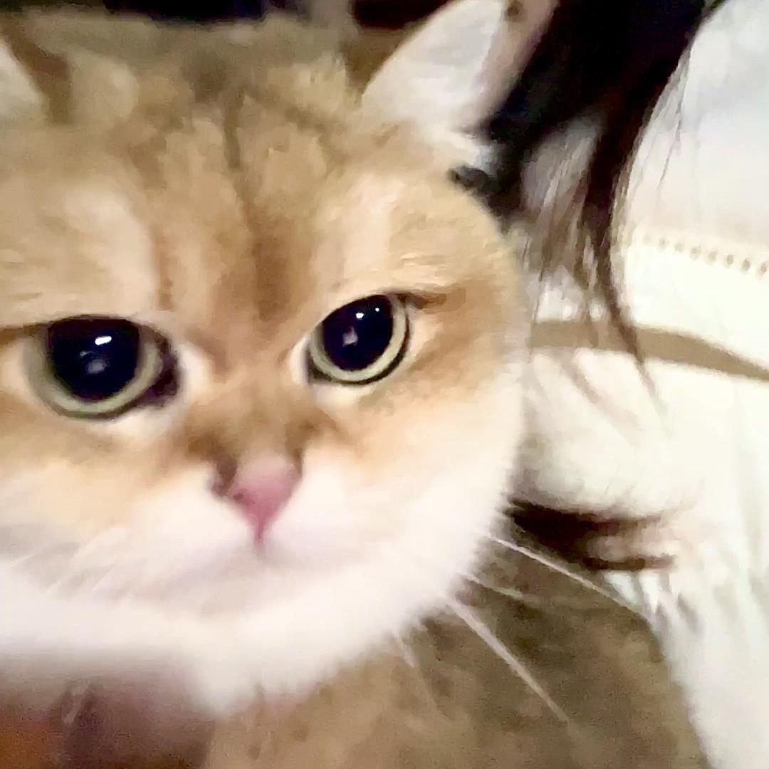 胖头鱼🐡