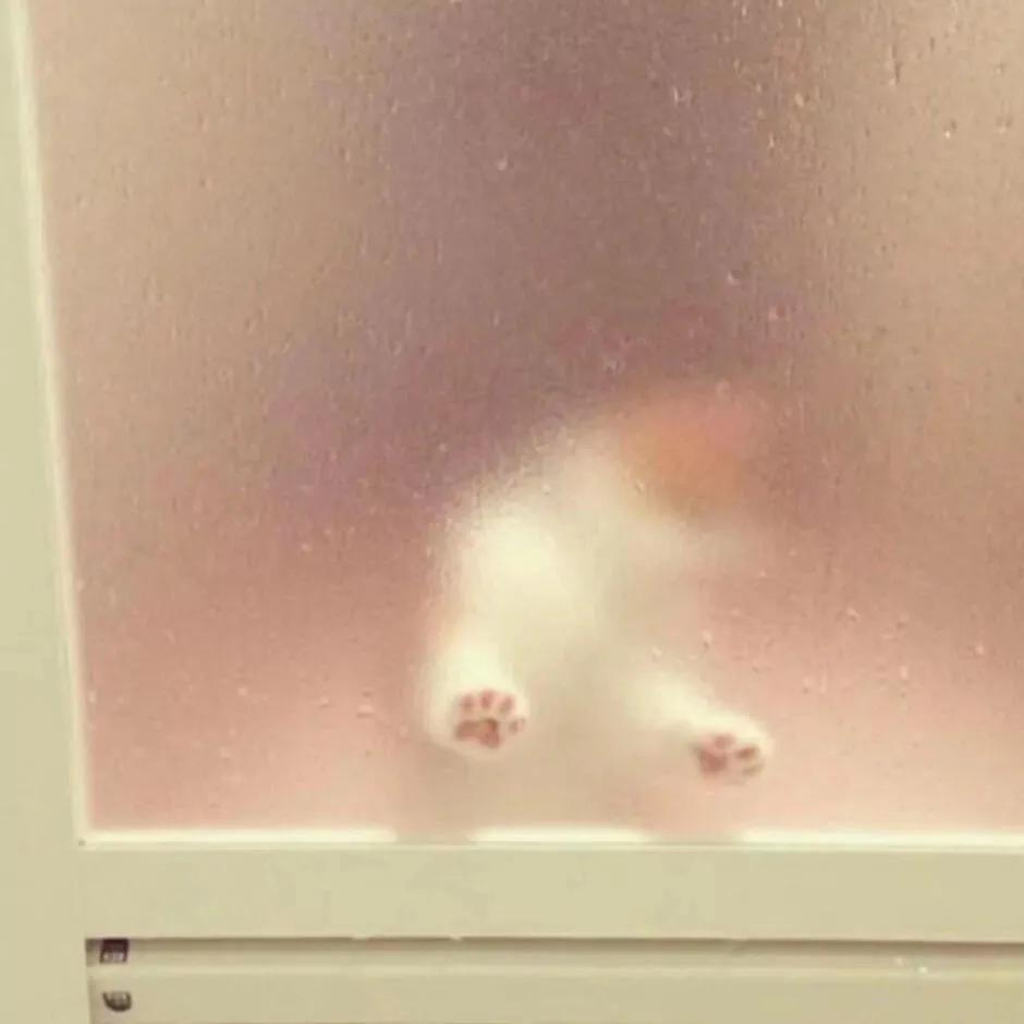 考栗子