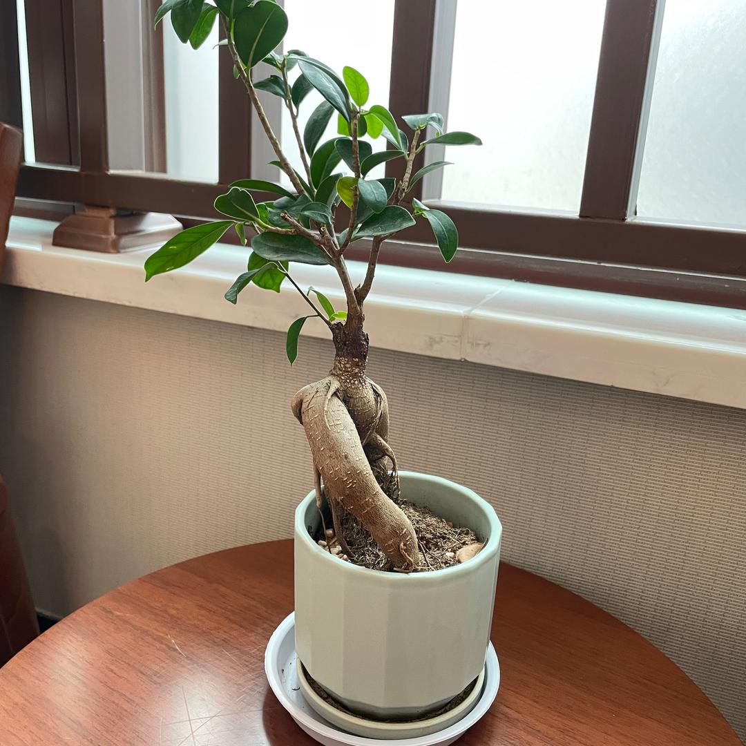 吉吉🌱