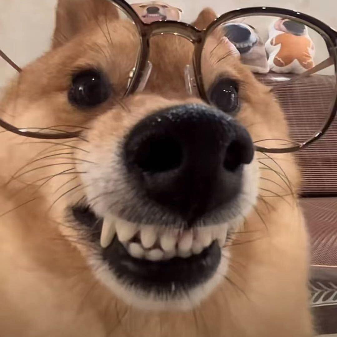 天才小太子🍃（超级幸运版）