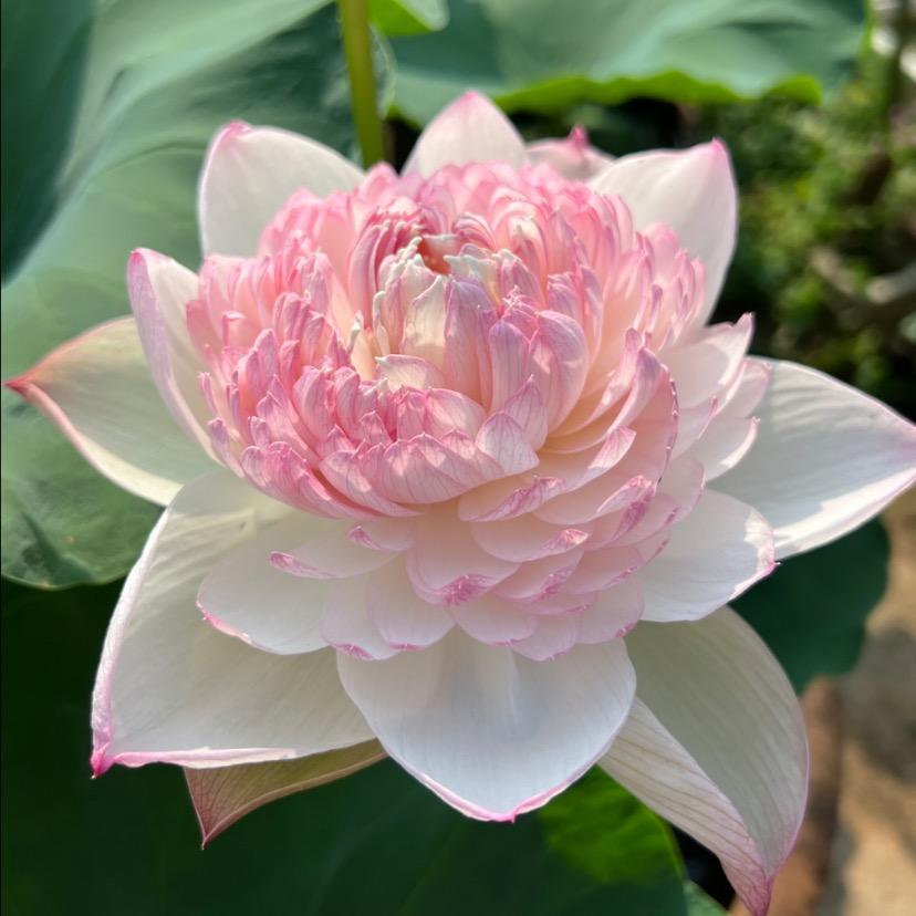 一朵清莲