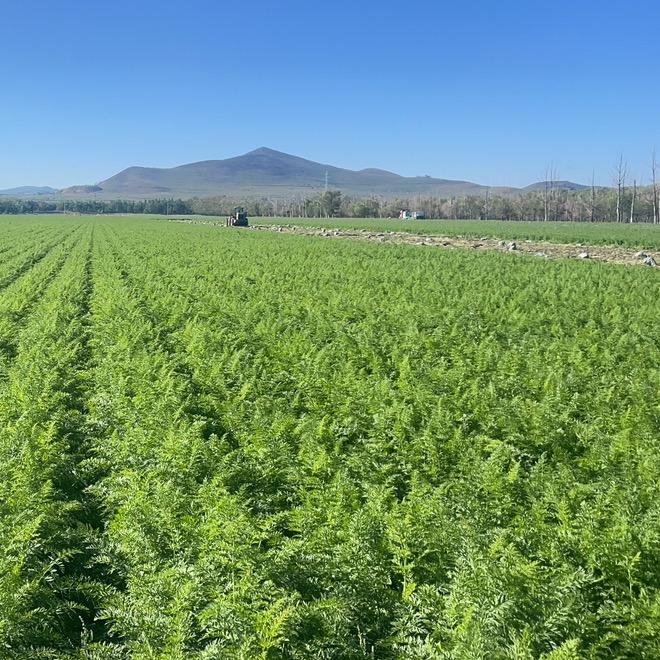 山东小岳胡萝卜