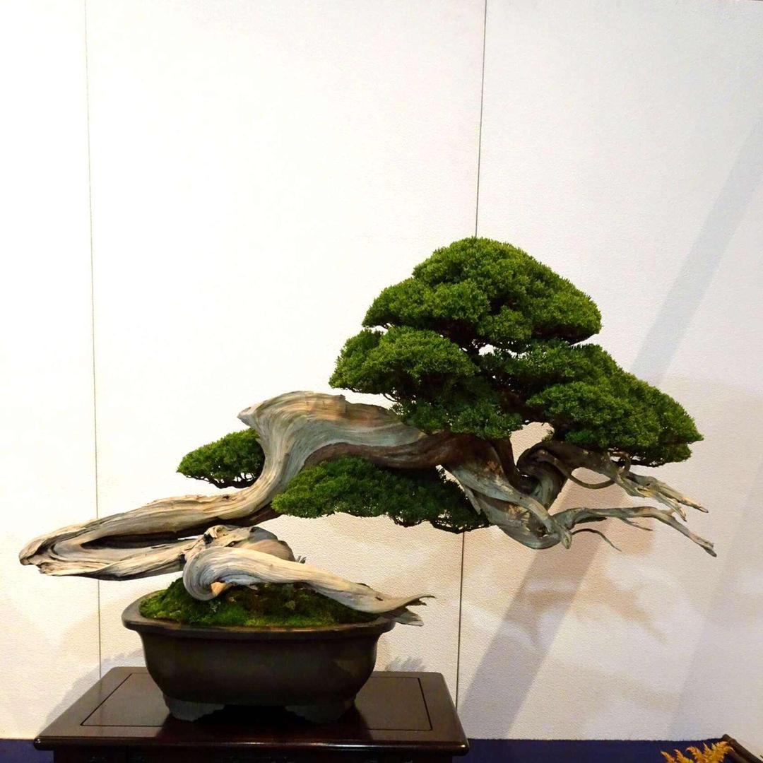 江龑盆景
