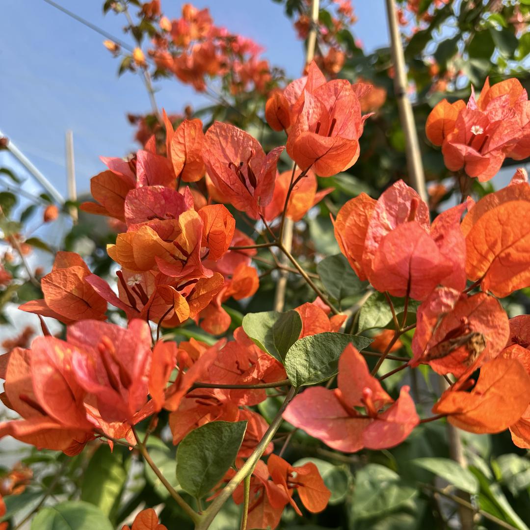 楦芯园艺场