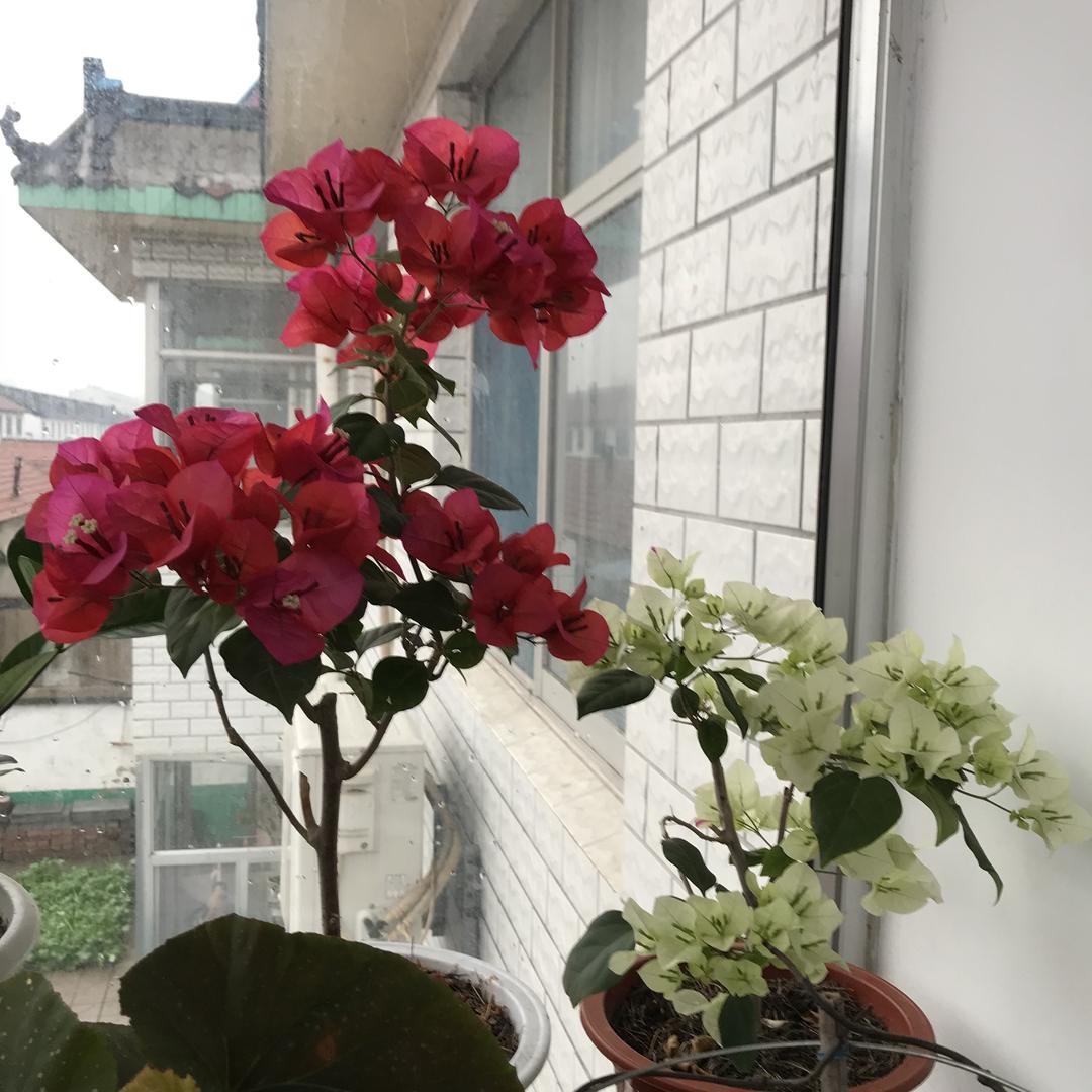 香水百合