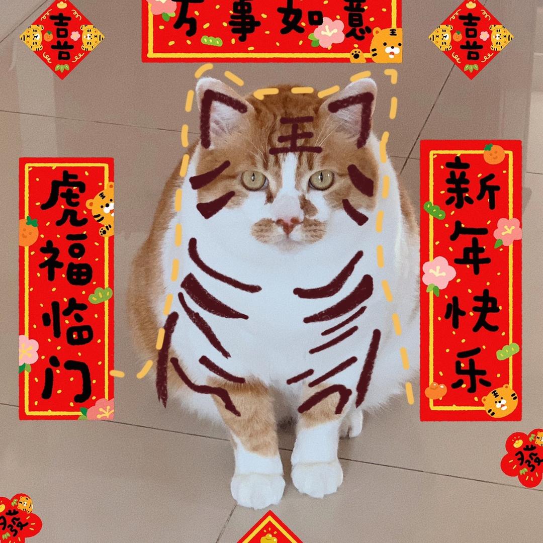 糕糕老爷和仨猫头像