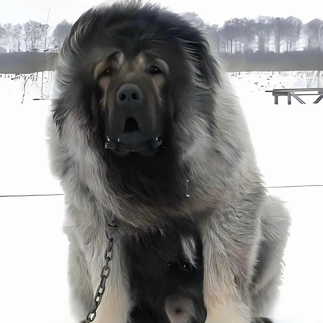 瑞宠世家的高加索犬