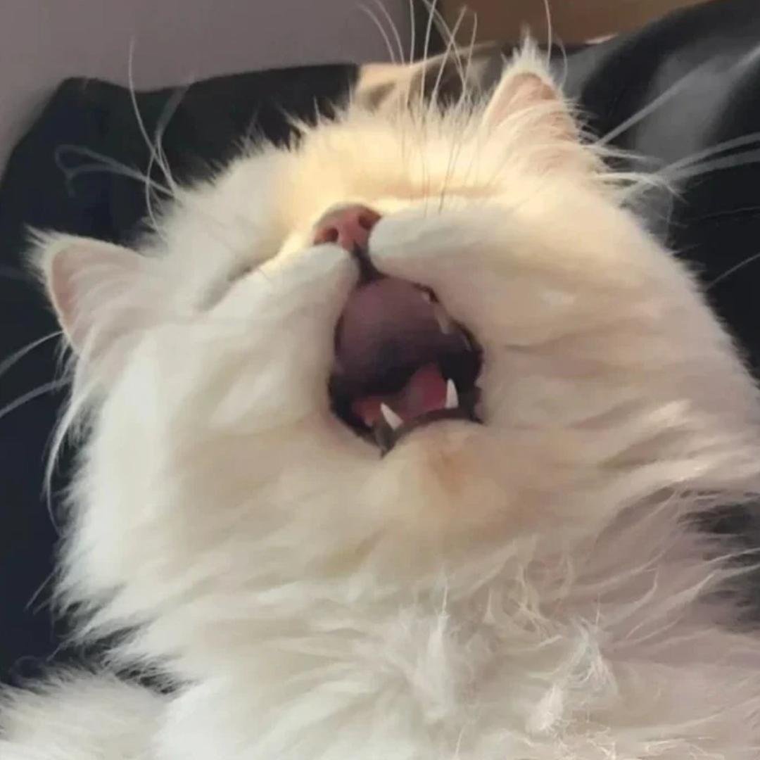 丢弃小猫是无法原谅的罪