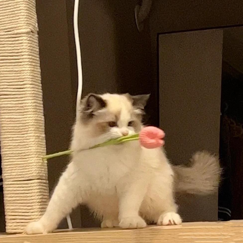 啾咪呀