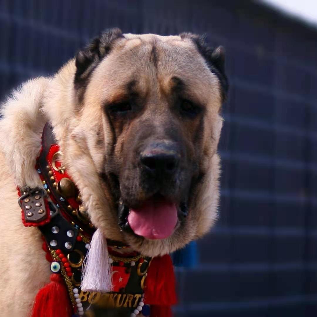 赛德犬舍《坎高犬》
