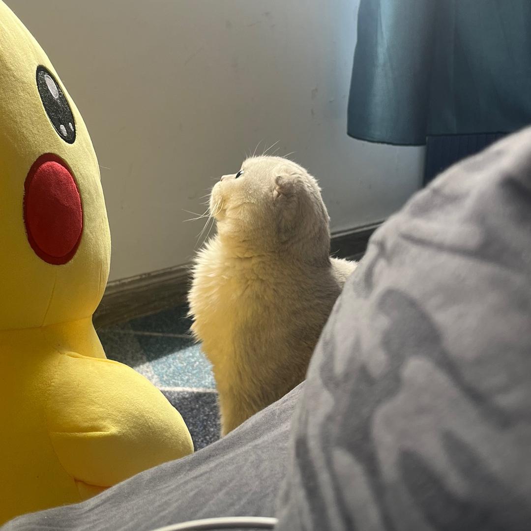 小耳朵的快乐丢了