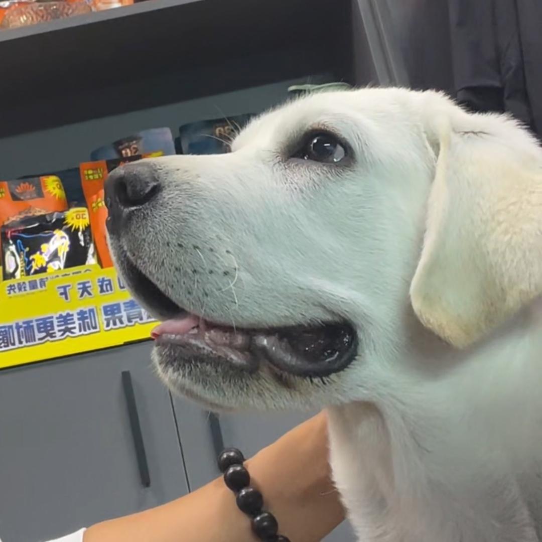 先森林。