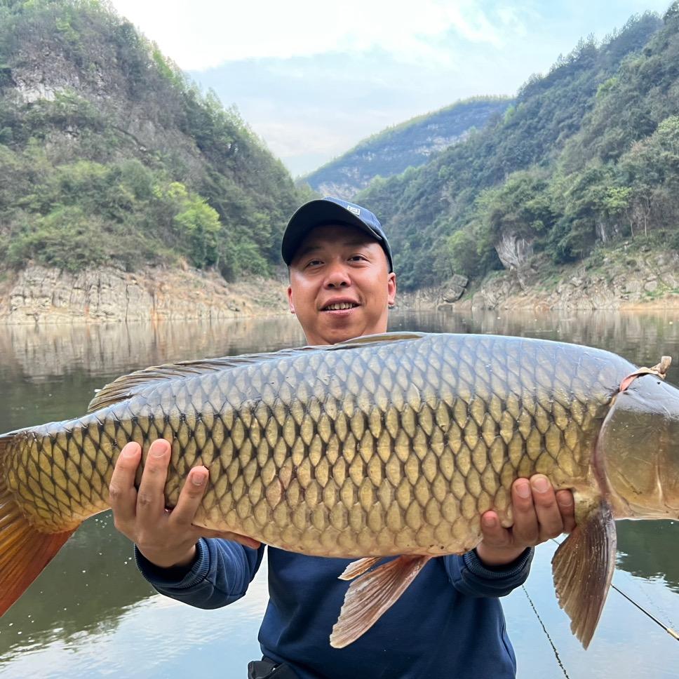 鲤鱼杀手