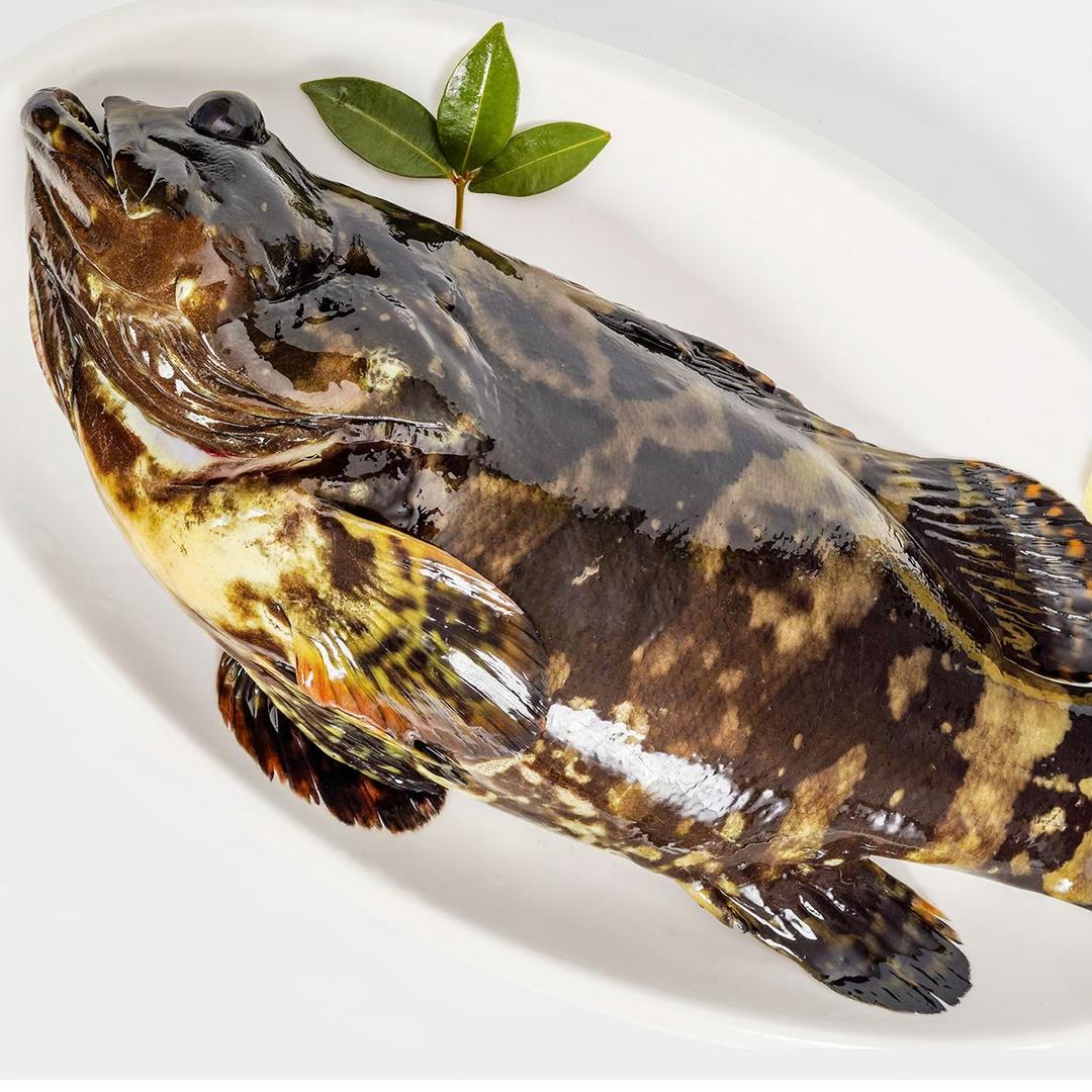 蝶岛鲍哥海鲜石斑鱼