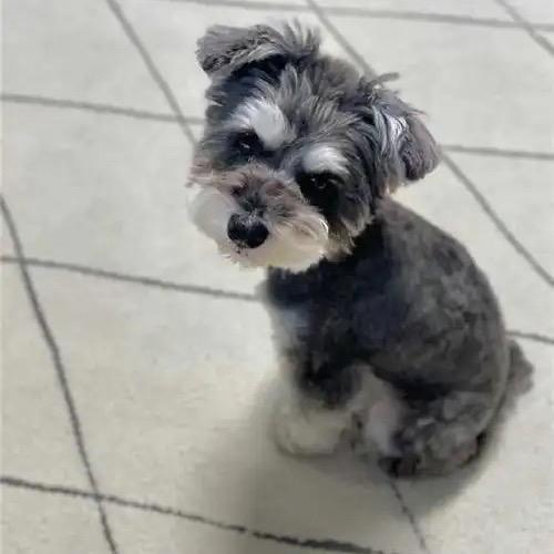 阿福是只憨斗斗