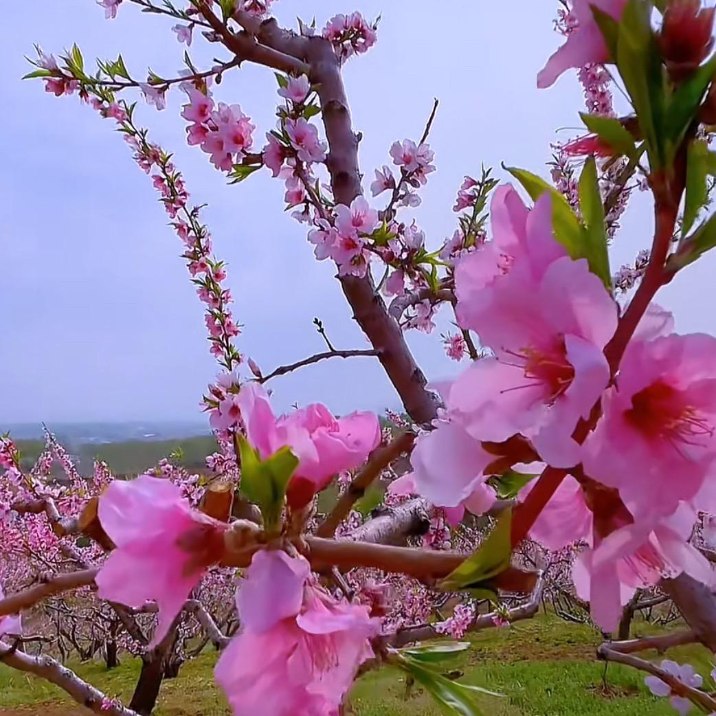 花开一夏