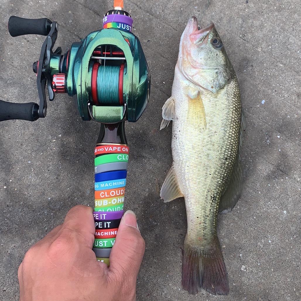 艺术家🐟(Lure)