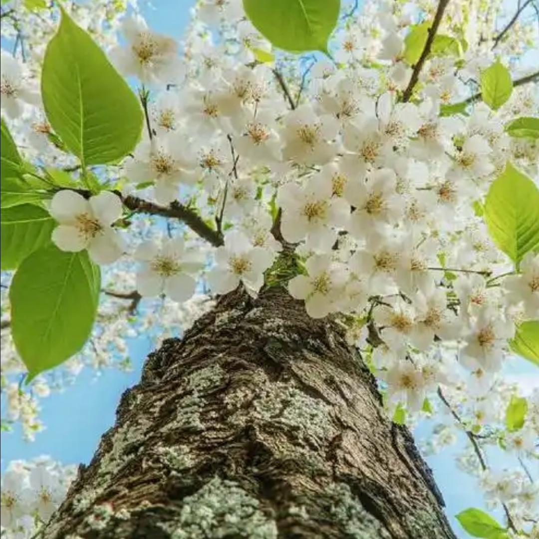 疯猪原创设计（关碧茴）