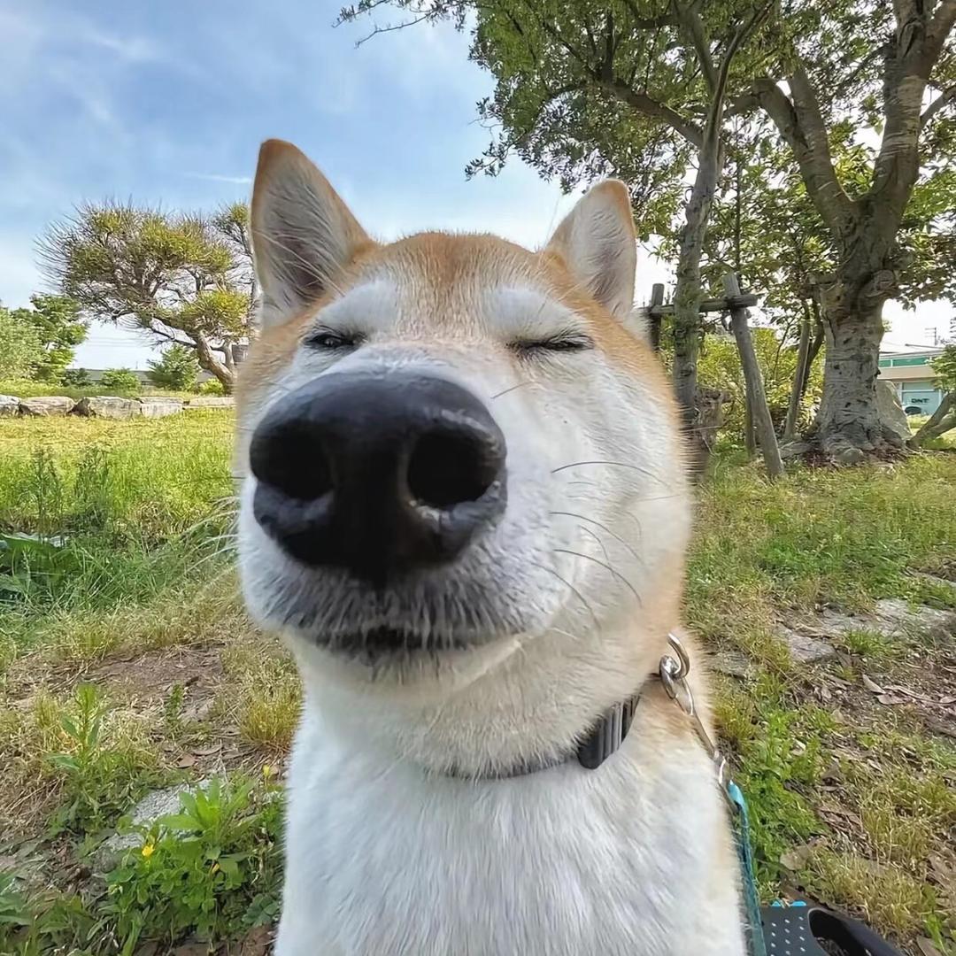 打不赢就躺平