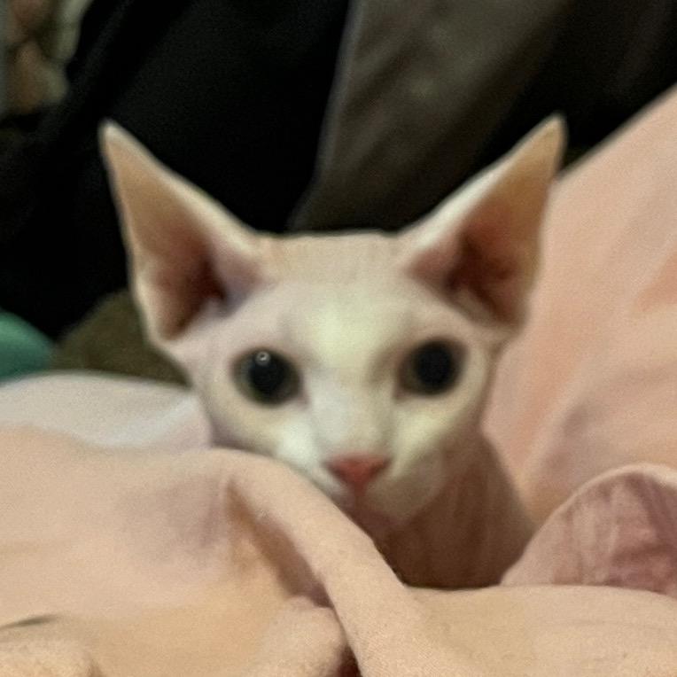 桔子皮皮