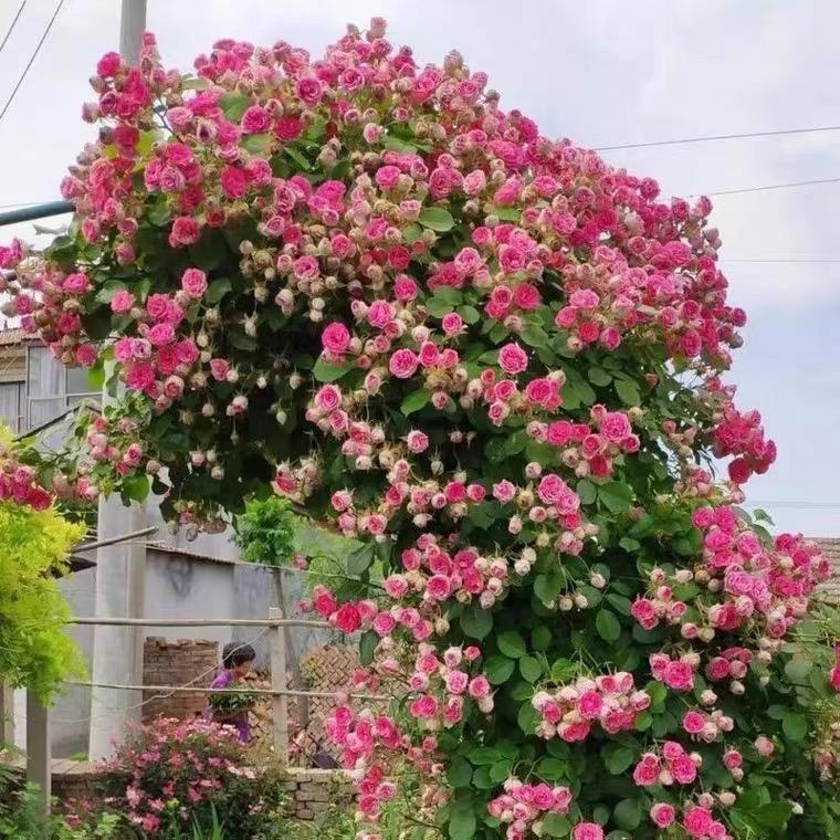 媛浩花卉
