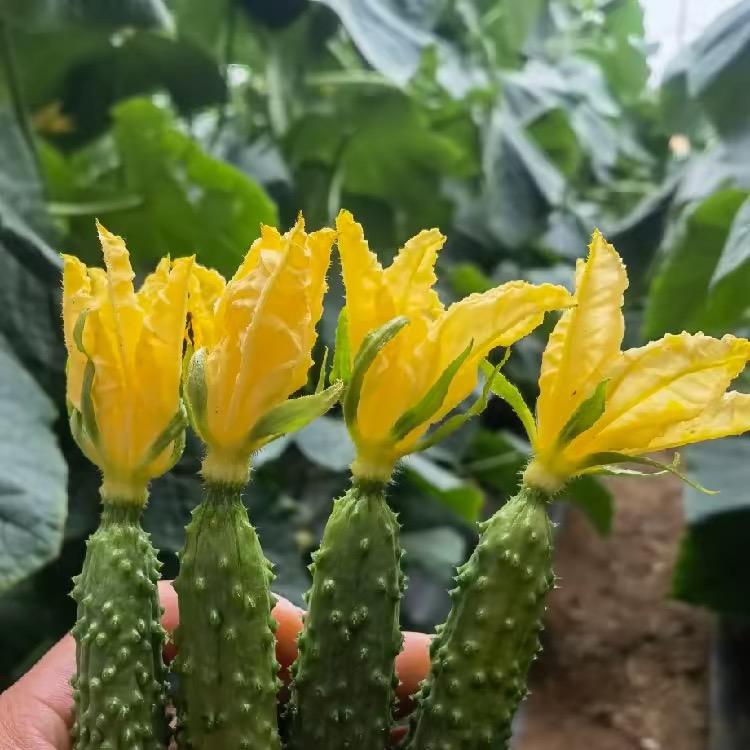 九盛-小桃讲黄瓜