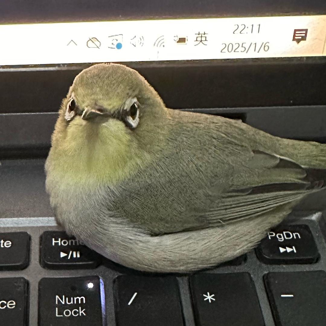 毛茸茸