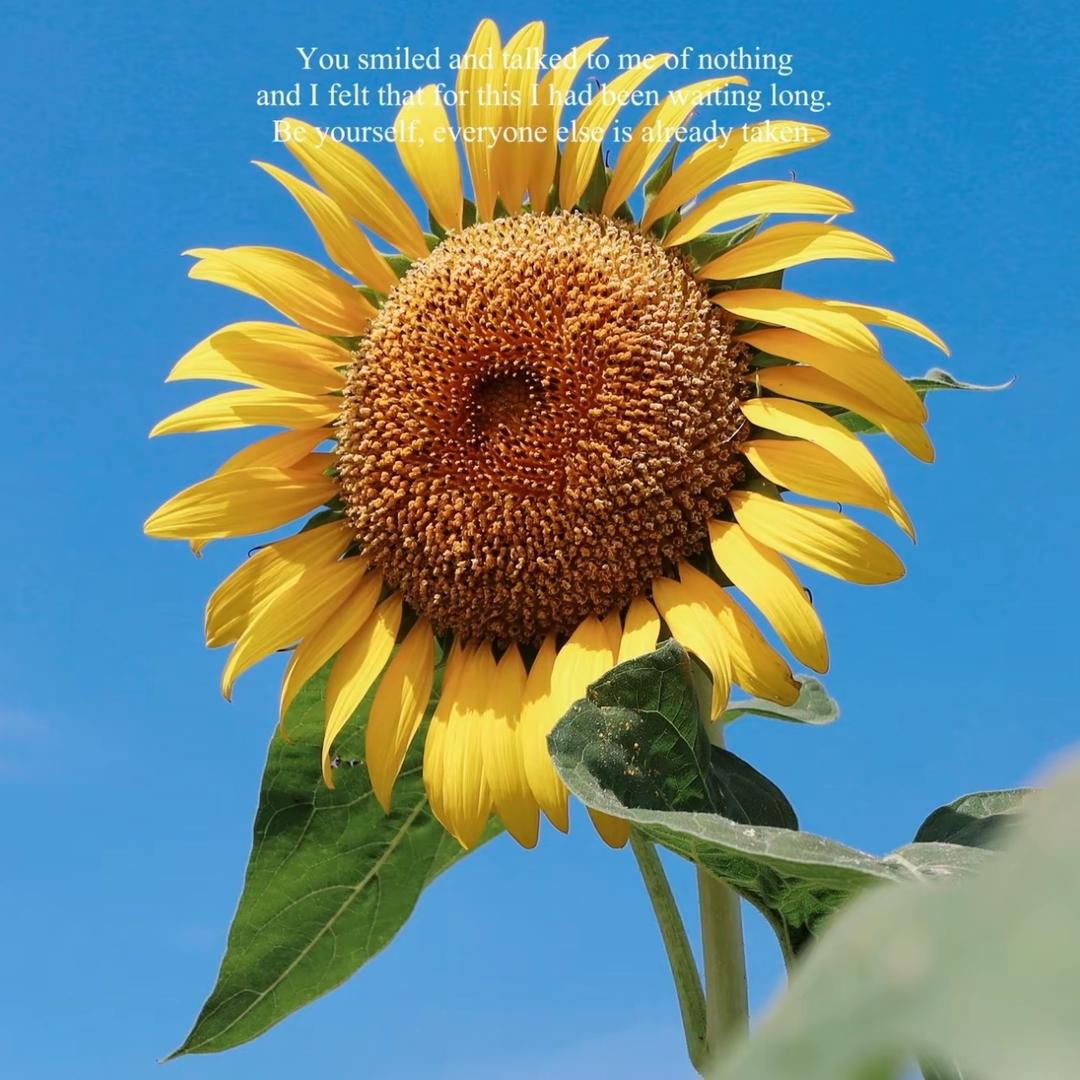 家有远远    加油远远