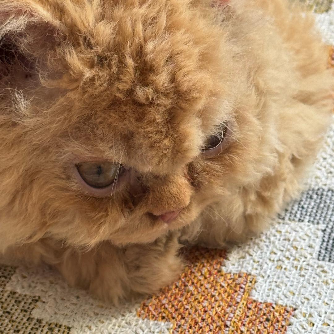 Noha和它的铲屎官