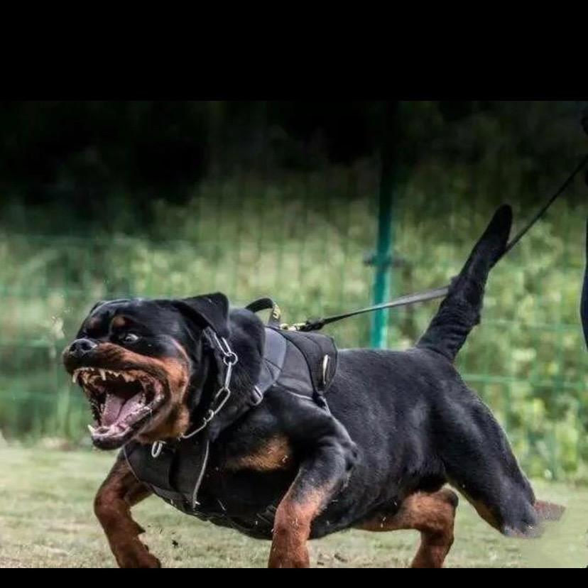 罗威纳犬舍