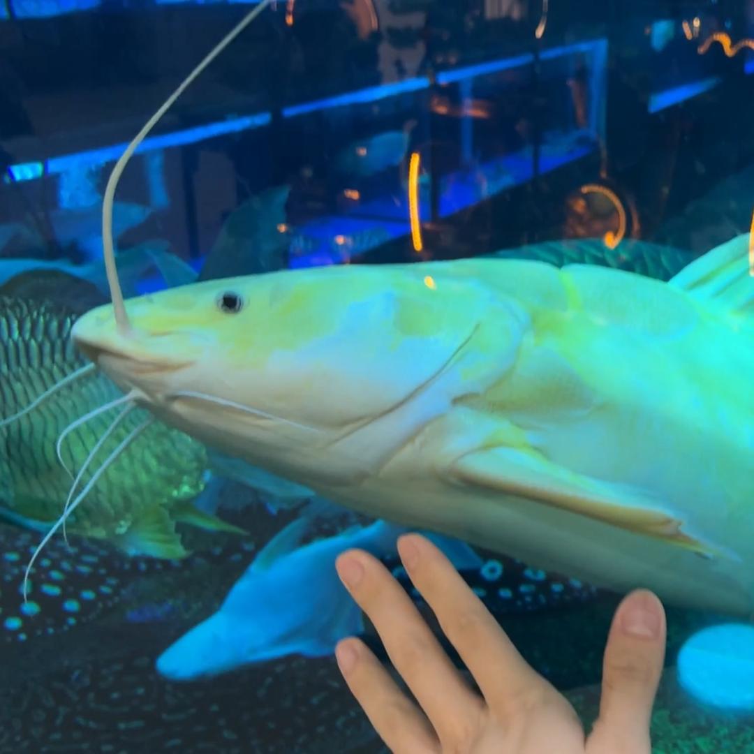 鱼城水族馆