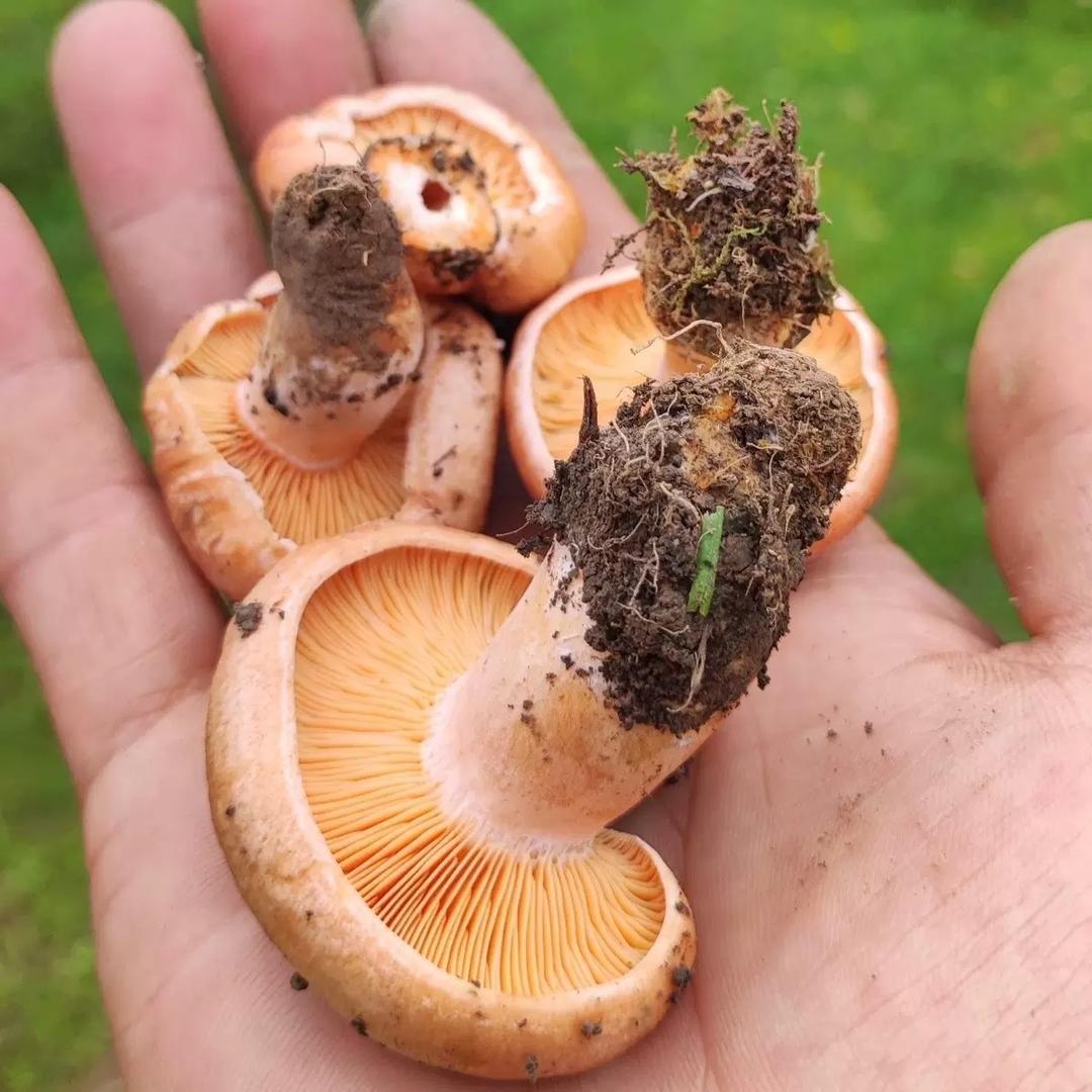 小足野生菌