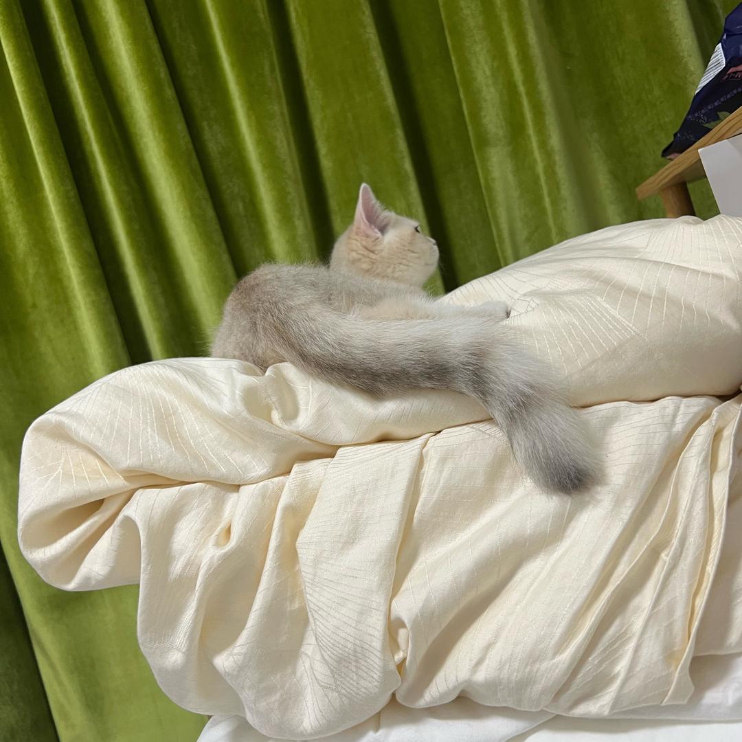 加菲猫王子