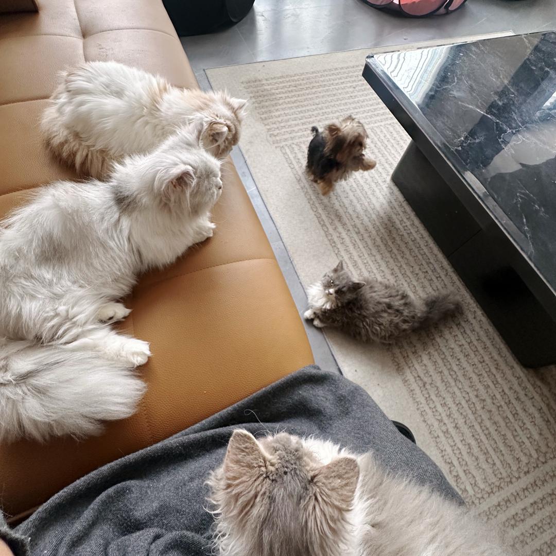 吞口熊