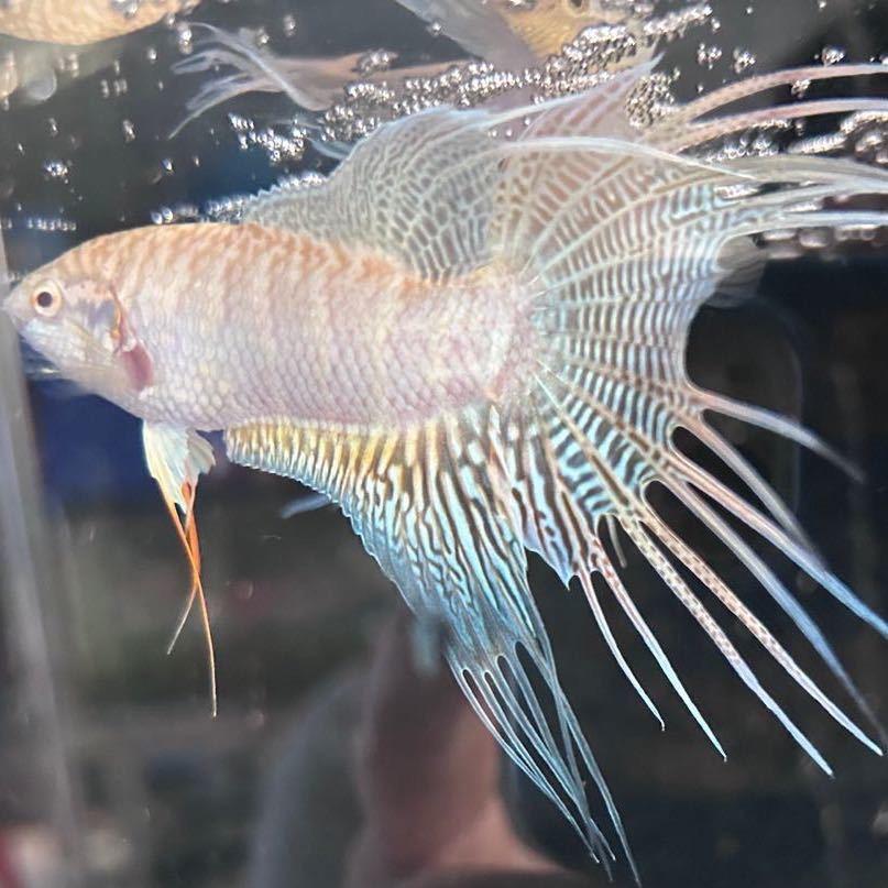 裕兴国斗繁殖场