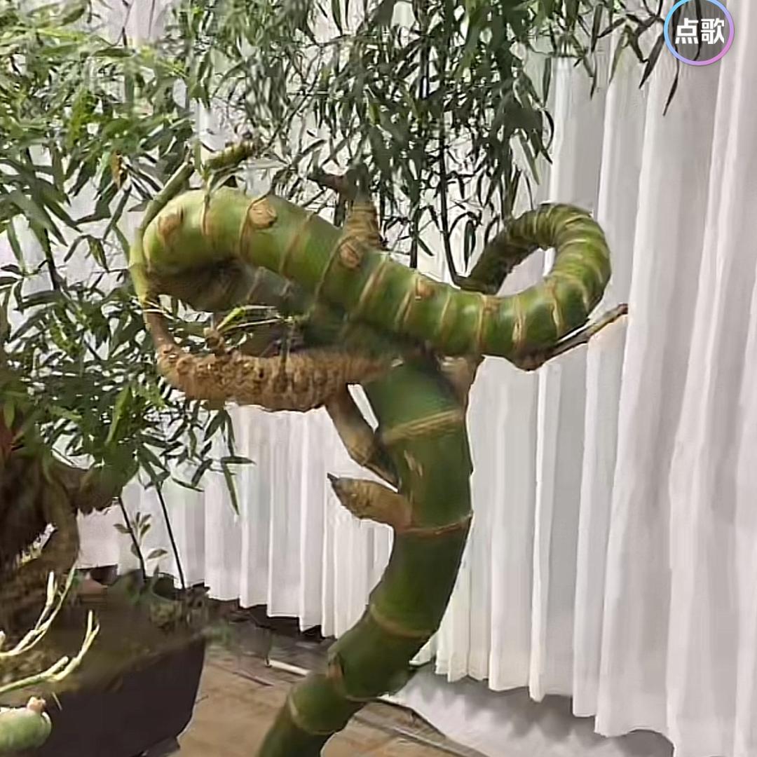 寓意簕竹