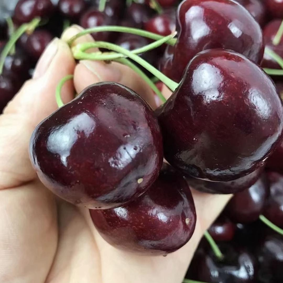 慧畅果树苗木专营店