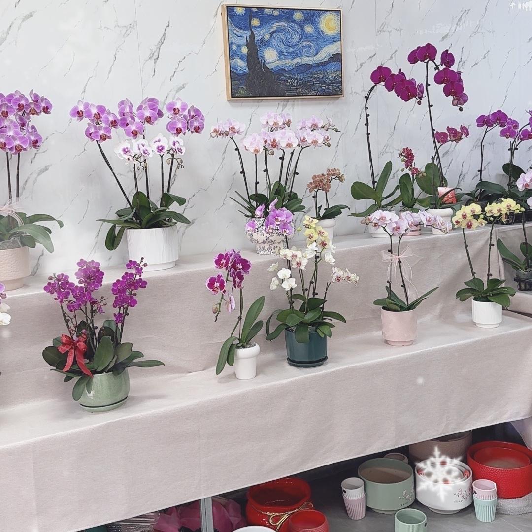 泰阳花艺甄选店