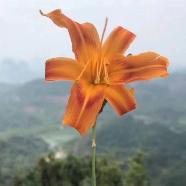 花缘