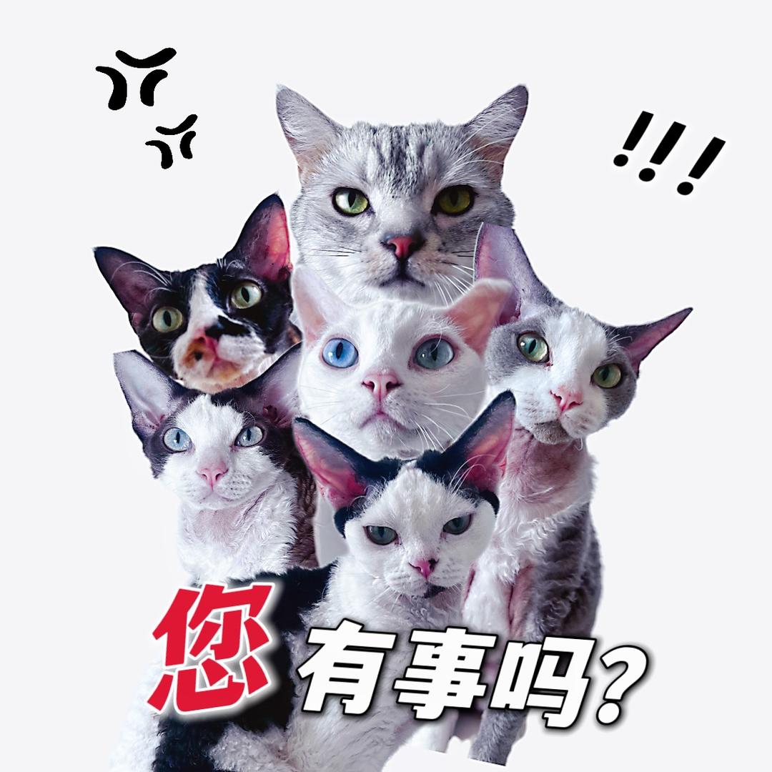 爱玩游戏的猫博🐷（三角洲）