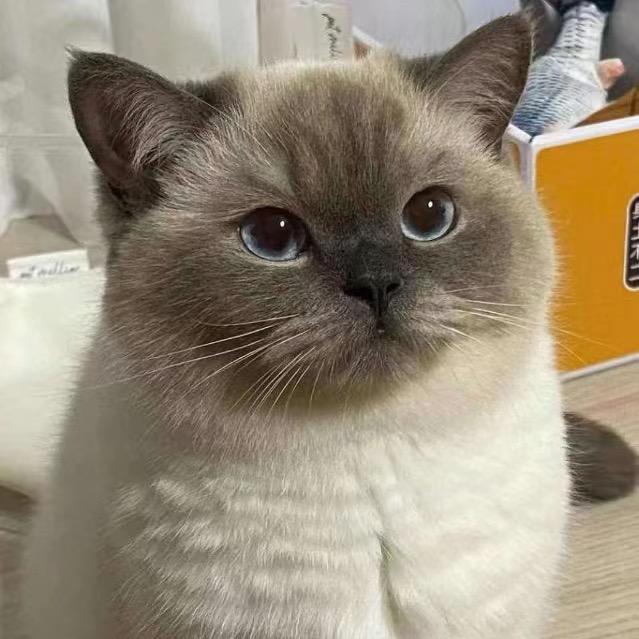 小樱桃Q
