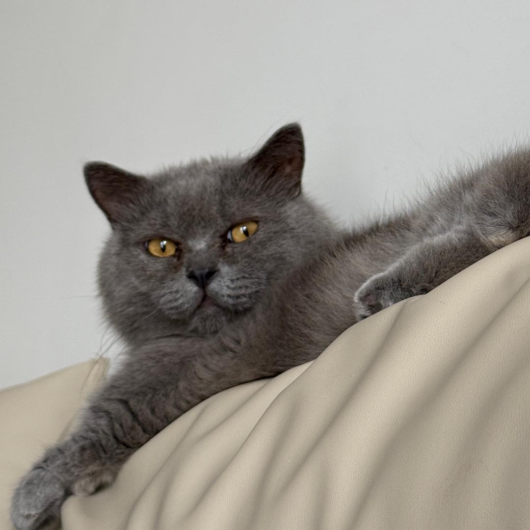 糯米是只猫