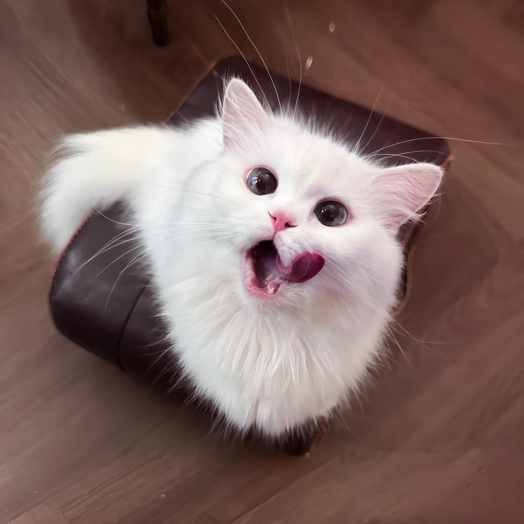 吃怡口蔡
