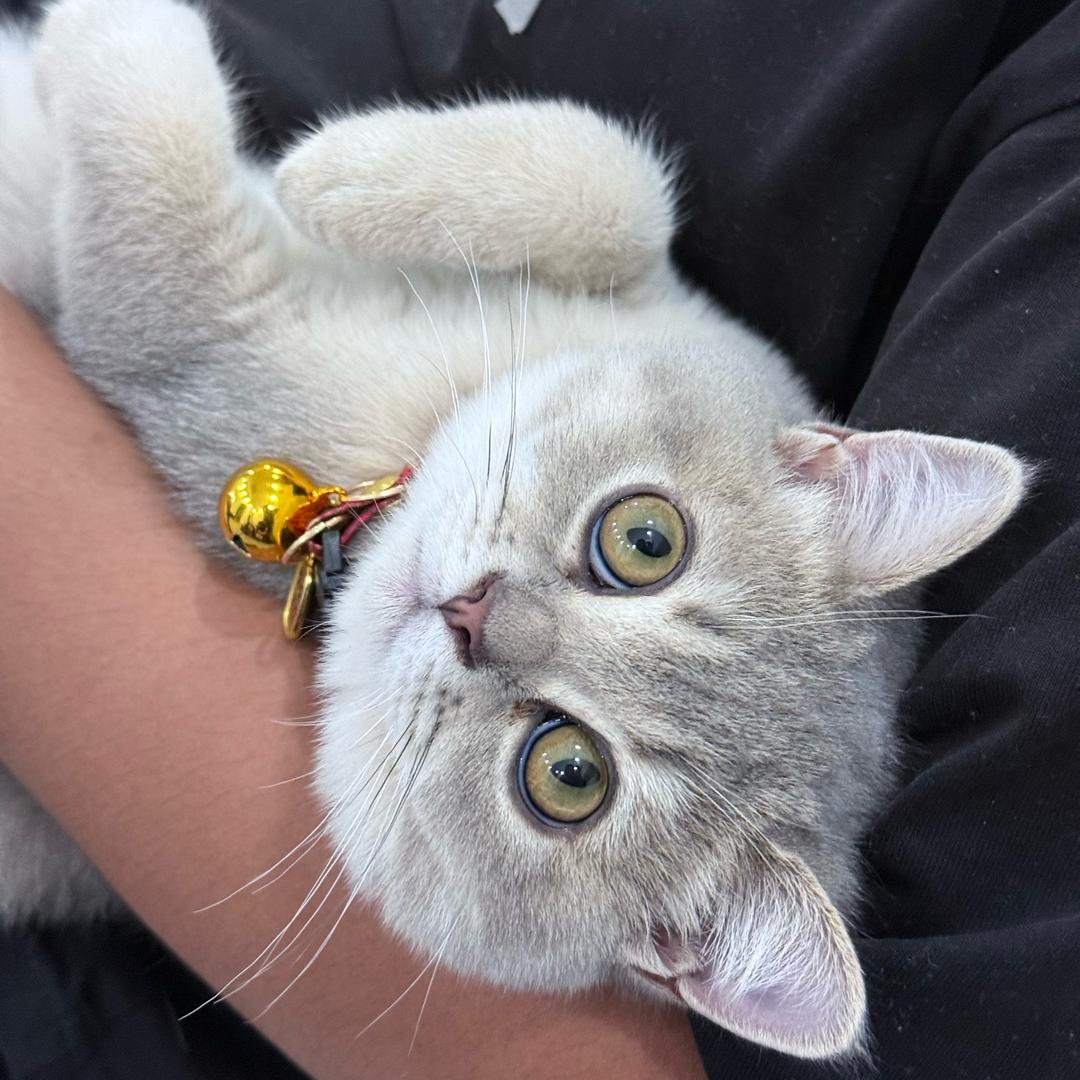 麦当劳🐱