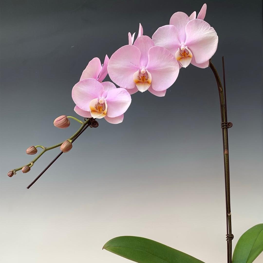 花开在眼前园艺